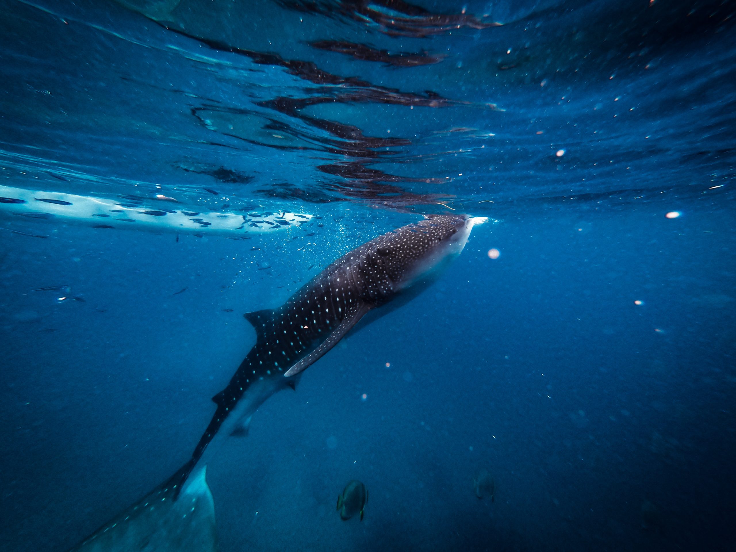 Whale Shark In Oslob